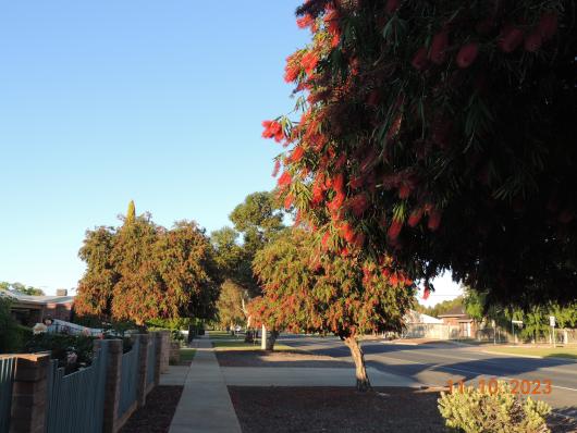 Bottle Brush on Street